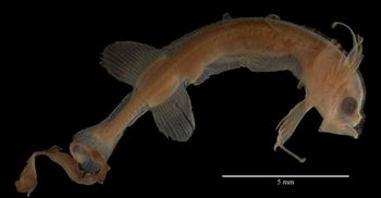 Media type: image;   Ichthyology 59910 Aspect: lateral